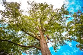 Reliable Zilwaukee, MI  Tree Services Solutions