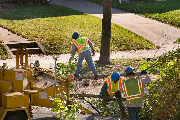 How Our Tree Care Process Works  in  Zilwaukee, MI